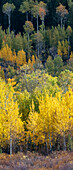 USA, Wyoming. Vertical Panoramic. Colorful autumn foliage, Grand Teton National Park.