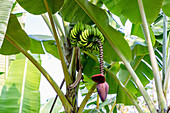 Inflorescence and infructescence of the plantain on the island of São Tomé in West Africa