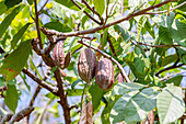 Kakaobaum, Theobroma cacao, mit Früchten auf der Insel São Tomé in Westafrika