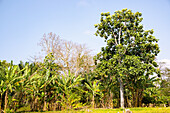 Brotfruchtbaum; Artocarpus altilis, neben Bananenpflanzen auf der Insel São Tomé in Westafrika