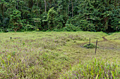 Lagoa Amélia crater lake covered by a stable plant mat with wooden pole and puncture in the primary rainforest of the Obô Natural Park on the island of São Tomé in West Africa