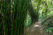 Bambusbüsche am Wanderweg zum Lagoa Amélia im Obô Natural Park auf der Insel São Tomé in Westafrika