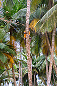 Mann beim Erklettern einer Kokospalme an der Praia Piscina im Süden der Insel São Tomé in Westafrika