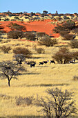 Namibia; Region Hardap; Zentralnamibia; Kalahari; Oryxantilopen in der Grassteppe; typische Landschaft mit roten Sanddünen, Grassteppe und Akazienbäumen