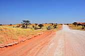 Namibia; Region Karas; Zentralnamibia; Schotterstraße durch die Kalahari; Dünen aus rotem Wüstensand; Akazienbäume und Grassteppe
