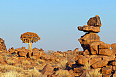 Namibia; Central Namibia; Karas region; Kalahari; Giants&#39; Playground; bizarre rock formations of weathered basalt blocks; in the background quiver tree