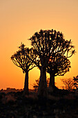 Namibia; Zentralnamibia; Region Karas; Kalahari; Köcherbaumwald im Abendrot
