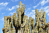 Namibia; Region Karas; Südnamibia; Fish River Canyon; Canyon Nature Park West; Euphorbien