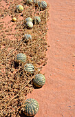 Namibia; Region Hardap; Südnamibia; Namib Wüste; Wüstenkürbisse an der Schotterstraße bei Betta