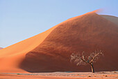 Namibia; Zentralnamibia; Region Hardap; Namib Wüste; Namib Naukluft Park; Sandsturm im Sossusvlei; Düne 45