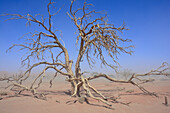 Namibia; Hardap region; Central Namibia; Namib Desert; Namib Naukluft Park; Sosuvlei; dead acacia tree in sandstorm