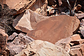 Namibia; Kunene Region; northern Namibia; Damaraland; Valley of Twyfelfontein; Rock engravings with elephants and antelopes