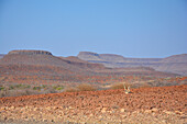 Namibia; Kunene Region; northern Namibia; Damaraland; Palmwag area; mountain landscape overgrown with grass and perennials