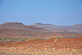 Namibia; Region Kunene; Nordnamibia; Damaraland; Gegend um Palmwag; mit Gräser und Stauden bewachsene Berglandschaft