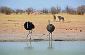 Namibia; Region of Oshana; northern Namibia; western part of Etosha National Park; Pair of ostriches at a watering trough