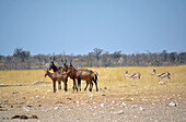 Namibia; Region Oshana; Nordnamibia; westlicher Teil des Etosha Nationalpark; Gruppe von Kuhantilopen und Springböcke