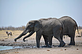 Namibia; Region of Oshana; northern Namibia; western part of Etosha National Park; group of elephants at the waterhole; in the background oryx antelope