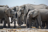 Namibia; Region Oshana; Nordnamibia; westlicher Teil des Etosha Nationalpark; Gruppe von Elefanten an einer Tränke