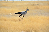 Namibia; Oshikoto region; northern Namibia; eastern part of Etosha National Park; Secretary Vogel struts through the grass steppe