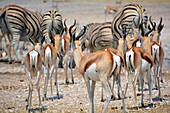 Namibia; Oshikoto area; northern Namibia; eastern part of Etosha National Park; springboks on their way to the watering trough; in the background zebras