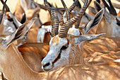 Namibia; Oshikoto region; northern Namibia; eastern part of Etosha National Park; group of springbok; standing in shadow; a head close-up