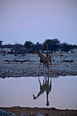 Namibia; Region Oshana; Nordnamibia; westlicher Teil des Etosha Nationalpark; Giraffen im Abendlicht am Wasserloch von Okaukuejo; Spiegelungen