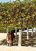 Couple walking in the shade of low trees in brussels, Belgium