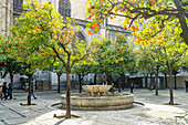 Orange Courtyard of Seville Cathedral Andalusia, Spain