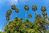 Oranges and palm trees in María Luisa Park, Seville, Andalusia, Spain