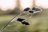 Morgentau im Sonnenlicht auf Schilfrohrpflanze und Spinnwebfäden in Oberbayern in Deutschland