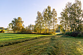Autumn mood in the Sempttal with a mowed meadow and birch trees in the morning light in Upper Bavaria in Germany