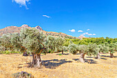 Jahrhunderte alter Olivenhain, Preveli, Rethymno, Südkreta, Kreta, griechische Inseln, Griechenland