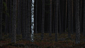 Several dark spruce trunks stand in the forest. A light birch in between. no heaven Byxelkrok, Oland, Sweden