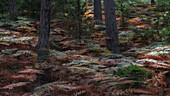 Herbstliches Farn im Wald. Einzelne Bäume. Kein Himmel. Gotland, Schweden