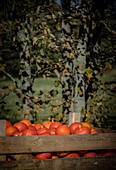 Hokkaido pumpkins in a wooden crate with a tree in the background