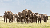 Africa, African elephant, Amboseli National Park. Panoramic of front of elephant herd walking