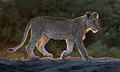 Africa, Kenya, Maasai Mara National Reserve. Backlit close-up of young lion