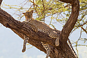 Afrika, Kenia, Samburu-Nationalreservat. Afrikanischer Leopard (Panthera Pardus Pardus) im Baum.