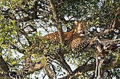 Afrika, Kenia, Masai Mara National Reserve, afrikanischer Leopard (Panthera pardus pardus) im Baum, der Aas der Gazelle frisst.