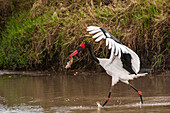 Kenya, saddle-billed stork, with fish