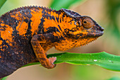 Madagascar, Marozevo. Peyrieras Reptile Farm, panther chameleon. Female of the species.