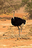 Africa, Namibia, Namib Desert, Namib-Naukluft National Park, Sossusvlei, common ostrich (Struthio camelus). Male ostrich walking in the desert scrub.