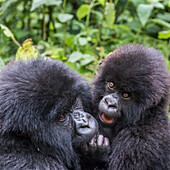 Africa, Rwanda, Musanze District, Volcanoes National Park, Ruhengeri, Kinigi. Gorilla, beringei beringei, Mountain gorilla. Baby and mother.