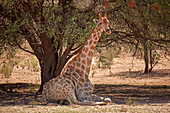 Giraffe (Giraffa Plancius Angolensis), Kgalagadi Transfrontier Park, Südafrika