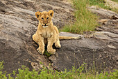 Löwenjunges, Panthera Leo, Serengeti Nationalpark, Tansania, Afrika