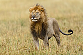 Erwachsener schwarzer Löwe, Panthera Leo, Serengeti Nationalpark, Tansania, Afrika