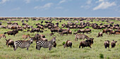 Mixed herd of wildebeest and zebras, Serengeti National Park, Tanzania, Africa