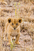 Afrika, Tansania, Serengeti-Nationalpark. Nahaufnahme des afrikanischen Löwenjungen