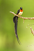 Afrika, Tansania, Tarangire-Nationalpark. Paradies-Whydah-Vogel auf Gliedmaßen
