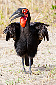 Africa, Tanzania. Portrait of a southern ground hornbill adult.